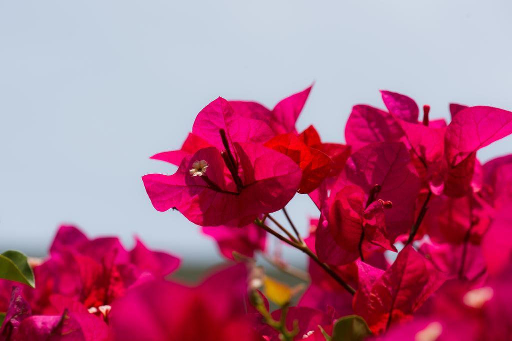 Santo Domingo De Heredia Hotel Bougainvillea San Jose מראה חיצוני תמונה