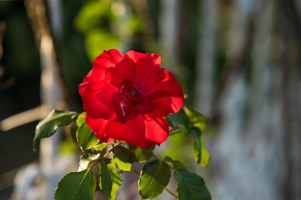 Santo Domingo De Heredia Hotel Bougainvillea San Jose מראה חיצוני תמונה
